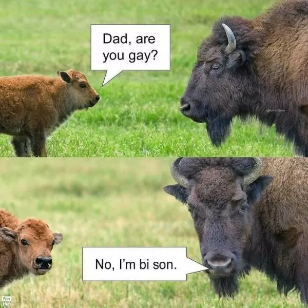 When animals unknowingly created the funniest memes - #16 