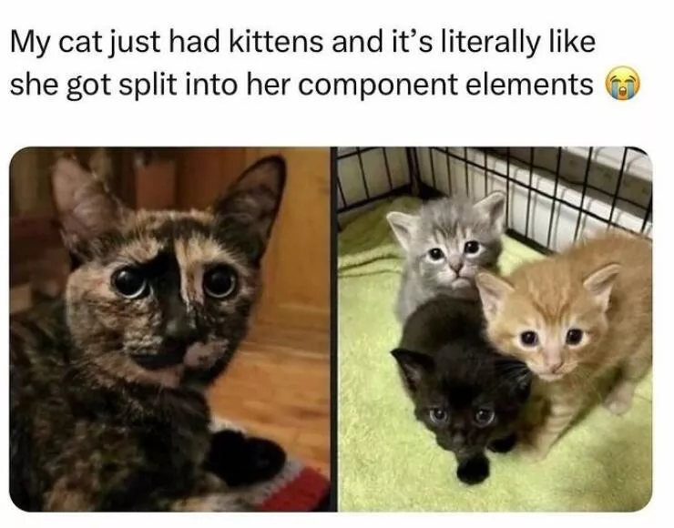 When animals unknowingly created the funniest memes - #17 