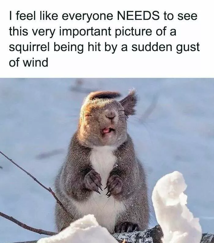 Quand les animaux deviennent involontairement des memes hilarants - #18 