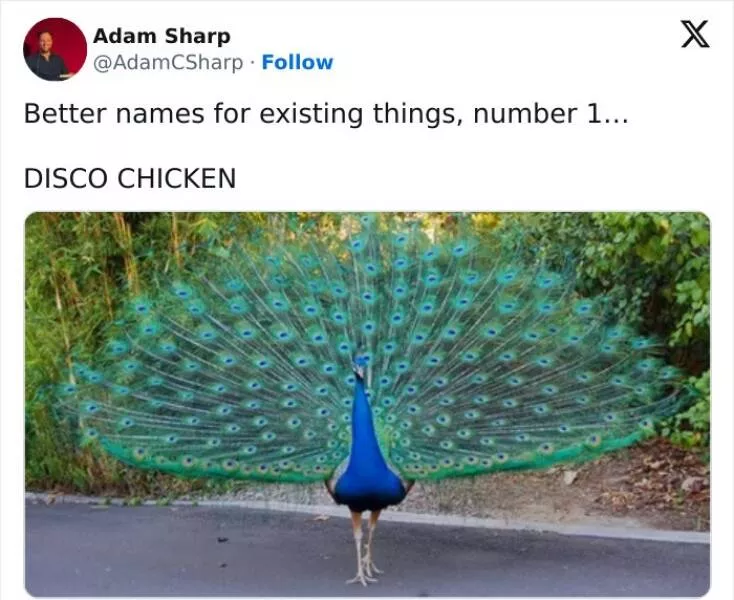 Quand les animaux deviennent involontairement des memes hilarants - #19 