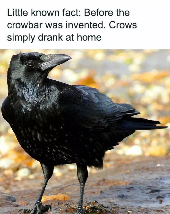 When animals unknowingly created the funniest memes - #20 