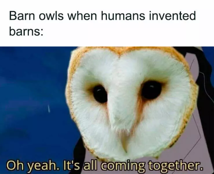 Quand les animaux deviennent involontairement des memes hilarants - #21 
