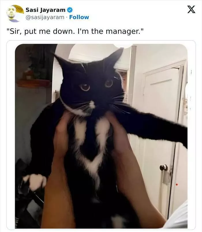 Quand les animaux deviennent involontairement des memes hilarants - #22 
