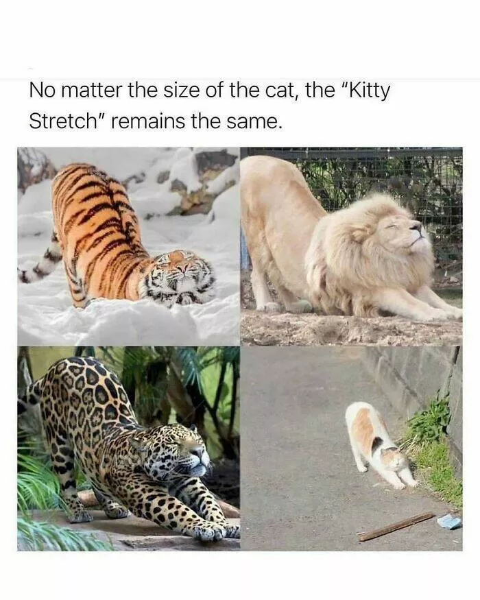 When animals unknowingly created the funniest memes - #23 