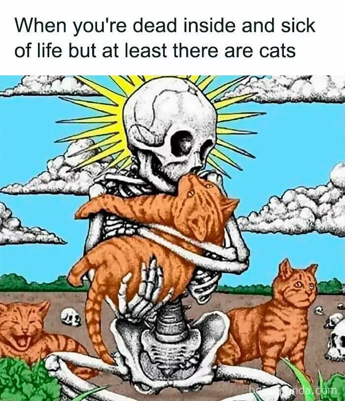Quand les animaux deviennent involontairement des memes hilarants - #26 