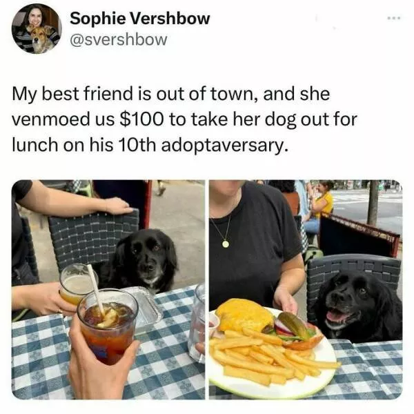 Quand les animaux deviennent involontairement des memes hilarants - #27 