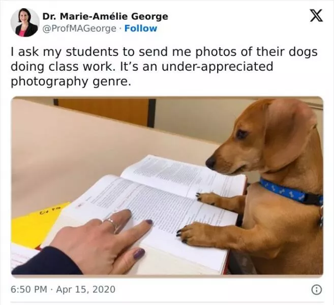 Quand les animaux deviennent involontairement des memes hilarants - #29 