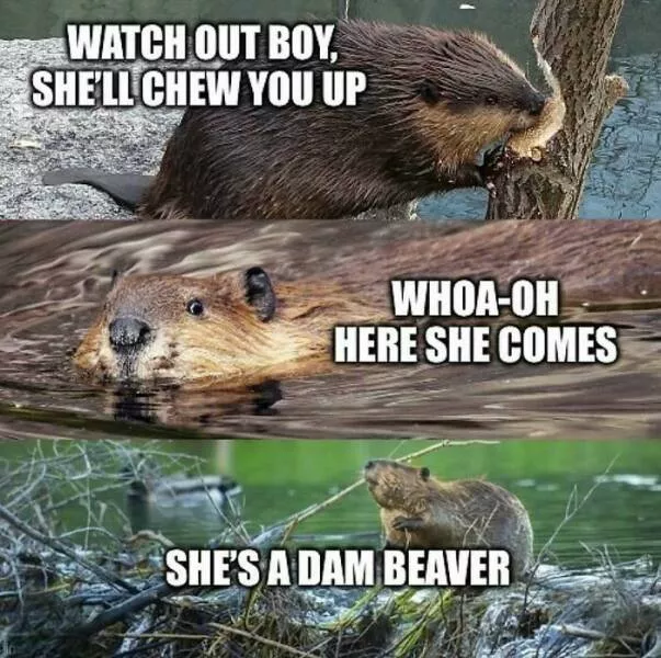 When animals unknowingly created the funniest memes - #31 