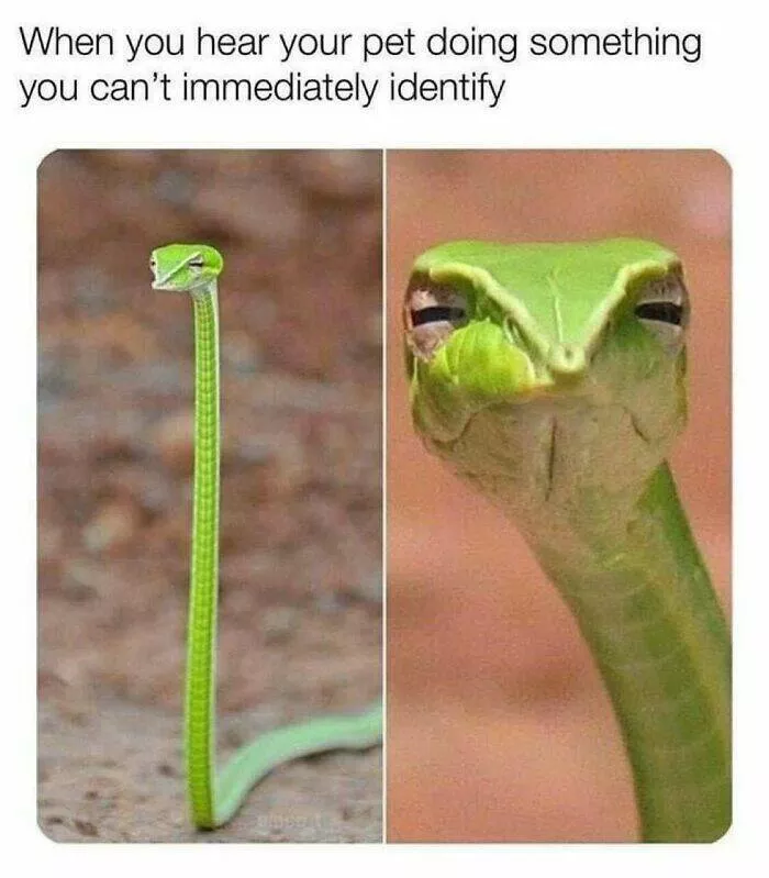 Quand les animaux deviennent involontairement des memes hilarants - #32 