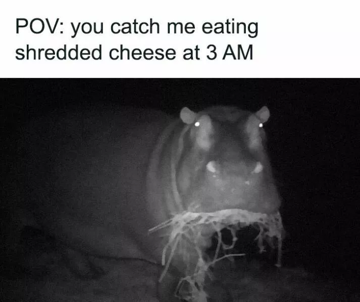 Quand les animaux deviennent involontairement des memes hilarants - #33 