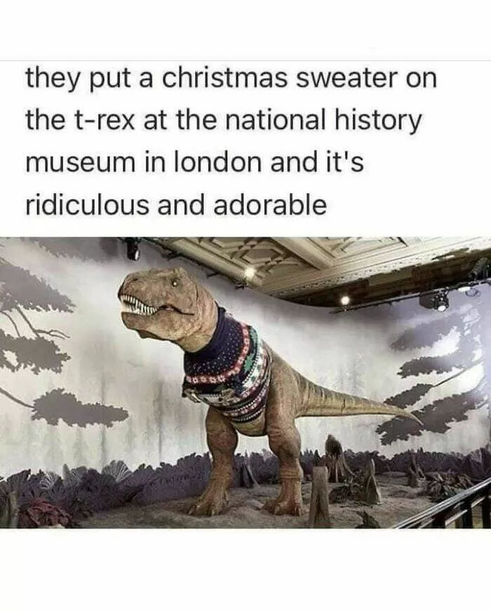 When animals unknowingly created the funniest memes - #36 