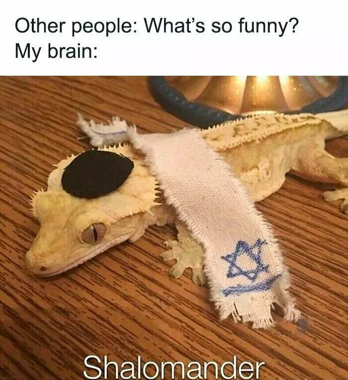 When animals unknowingly created the funniest memes - #37 