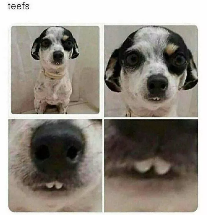 Quand les animaux deviennent involontairement des memes hilarants - #38 