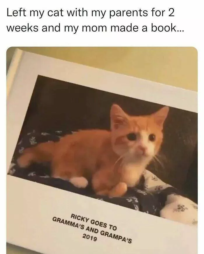 Quand les animaux deviennent involontairement des memes hilarants - #4 