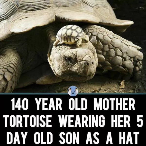 Quand les animaux deviennent involontairement des memes hilarants - #40 