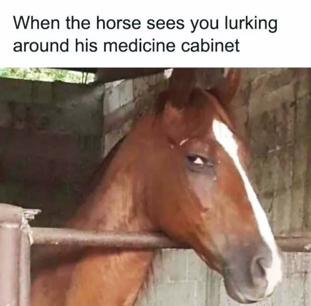 Quand les animaux deviennent involontairement des memes hilarants - #42 Quand les animaux deviennent involontairement des memes hilarants - #42