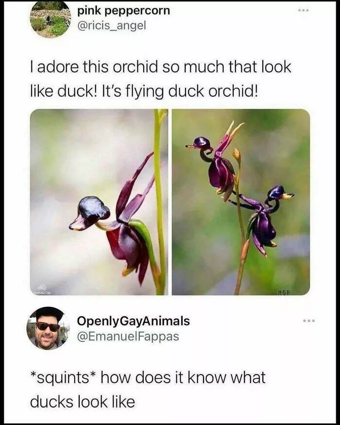 When animals unknowingly created the funniest memes - #46 