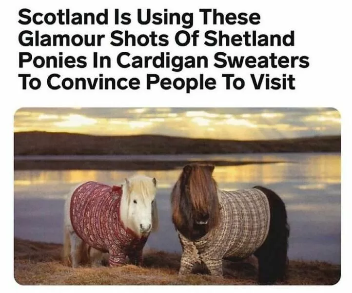 When animals unknowingly created the funniest memes - #48 