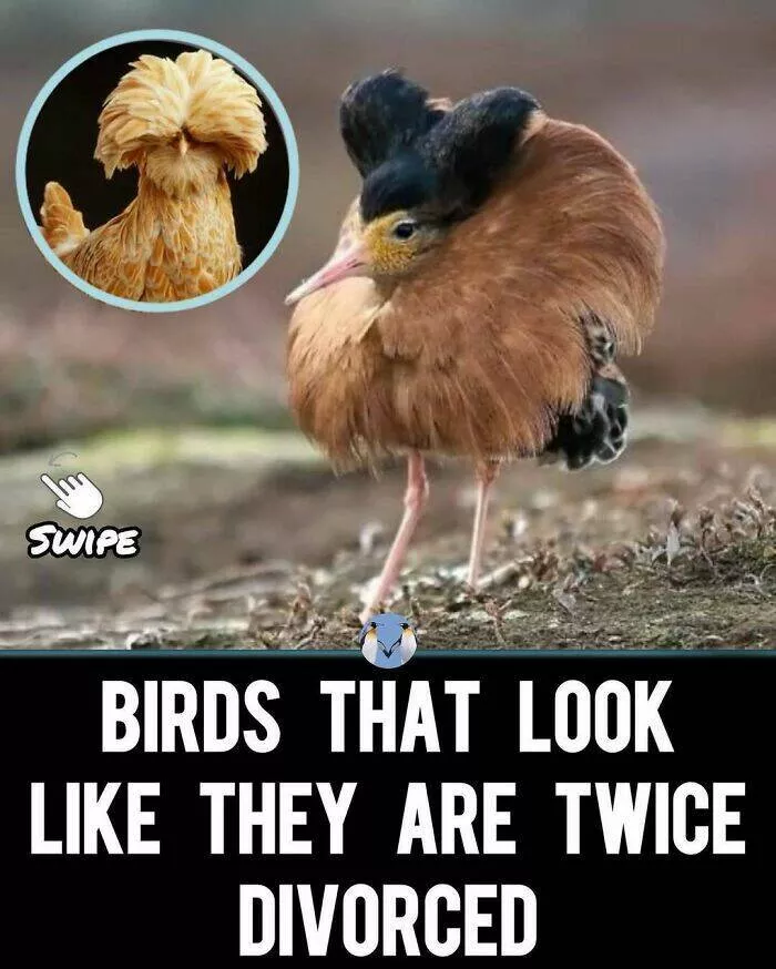 Quand les animaux deviennent involontairement des memes hilarants - #49 Quand les animaux deviennent involontairement des memes hilarants - #49