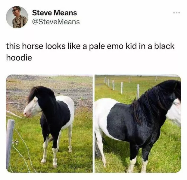 Quand les animaux deviennent involontairement des memes hilarants - #7 