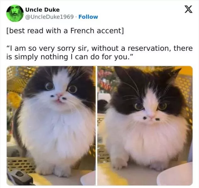 Quand les animaux deviennent involontairement des memes hilarants - #9 