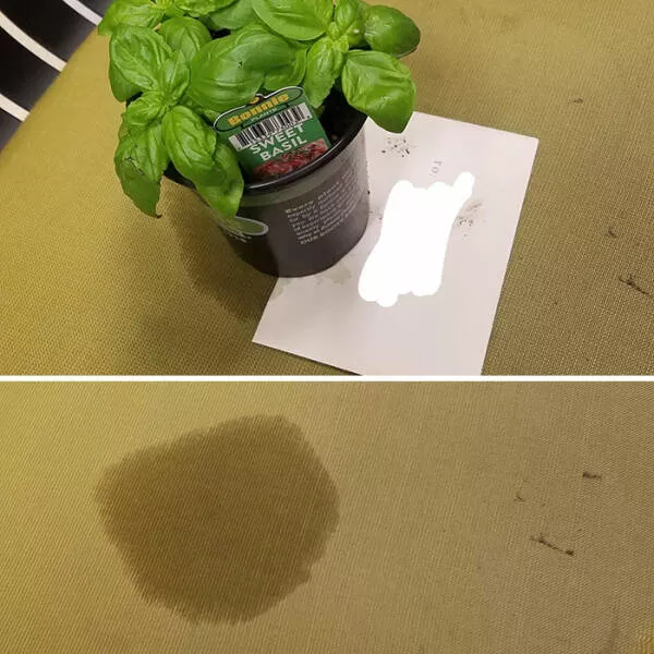 Quand des collegues insupportables ont depasse les limites - #34 Mon collègue m’a gentiment laissé une plante… sur ma seule chaise