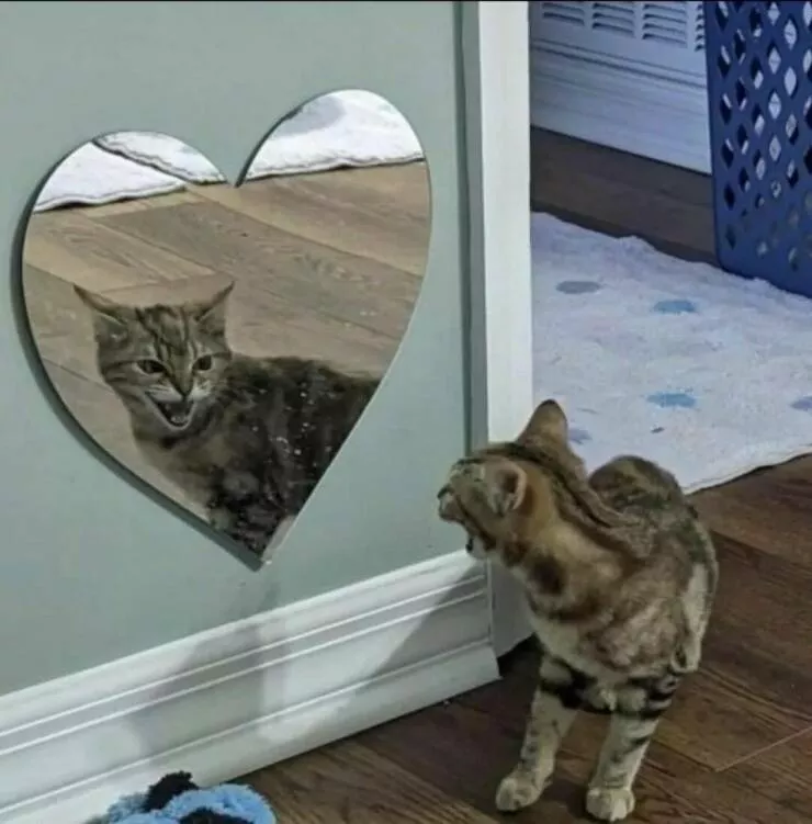 Picdump 993 - #25 