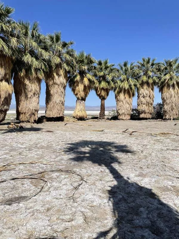 Mind blowing pics that will change how you see the world - #14 Most of the palm trees you see out and about are trimmed. Here's what a bunch of un-trimmed ones look like: