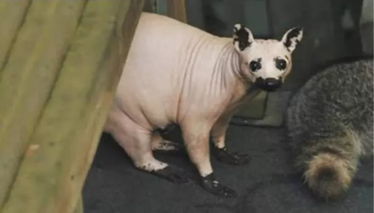 Mind blowing pics that will change how you see the world - #20 This is what a hairless raccoon looks like: