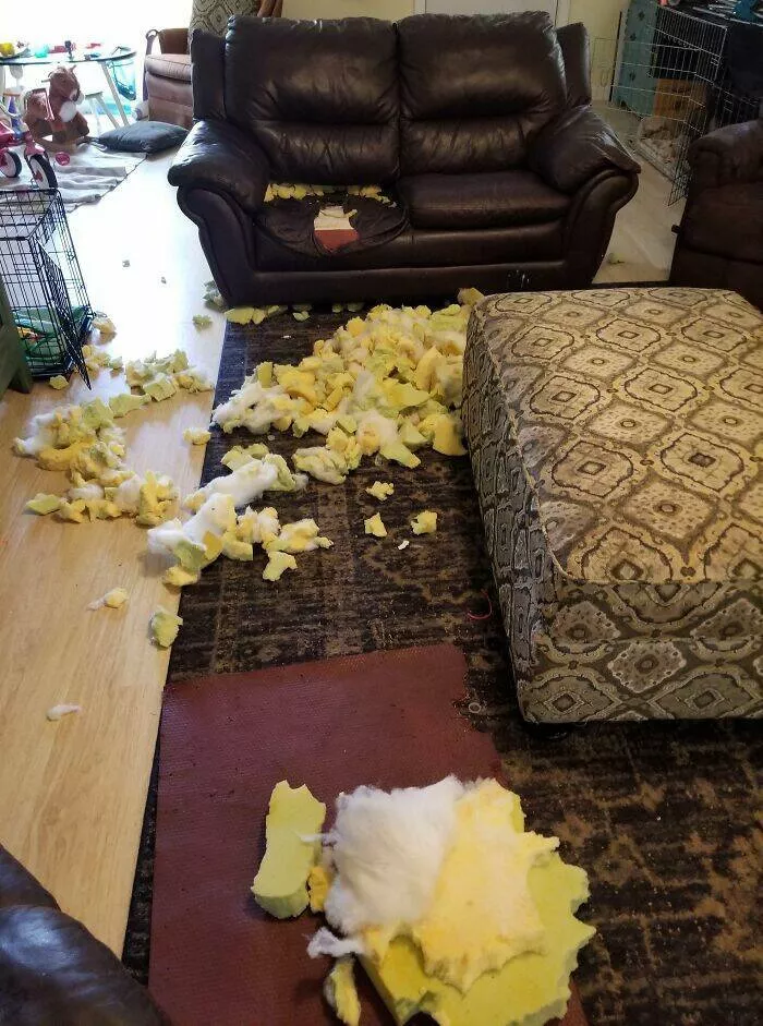 Hilarious blunders that are simply too much - #6 My Wife Repeatedly Told Me to Put the Dog in His Kennel—I Didn’t, and He Swore He’d Be Good… He Wasn’t