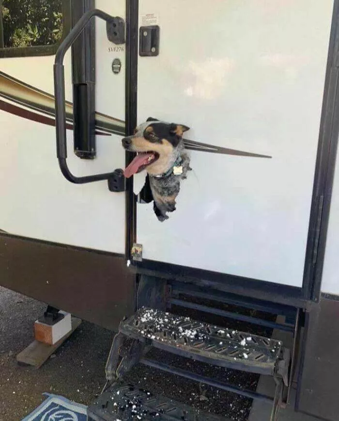 Echecs epiques qui sont juste trop droles a gerer - #7 Enfermer Son Chien dans le Camping-Car… Qu’est-ce Qui Pourrait Mal Tourner ?