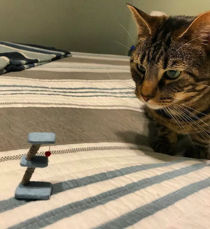 Echecs epiques qui sont juste trop droles a gerer - #8 Note à Moi-Même : Toujours Vérifier les Dimensions Avant de Commander sur Amazon