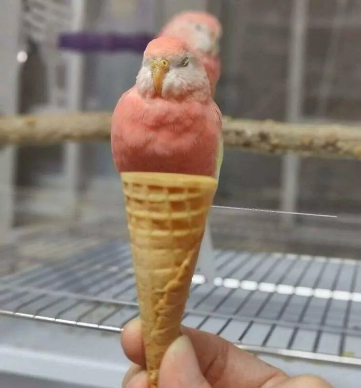 Picdump 998 - #25 