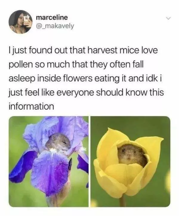 Memes et photos qui rechauffent le coeur - #15 