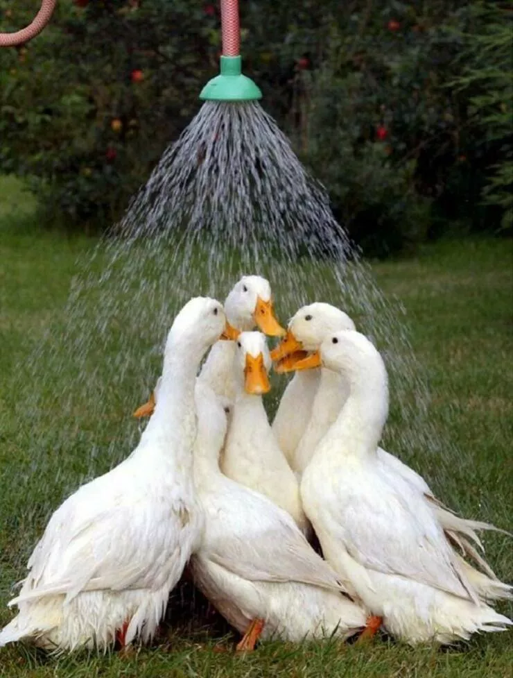 Picdump 1000 - #10 