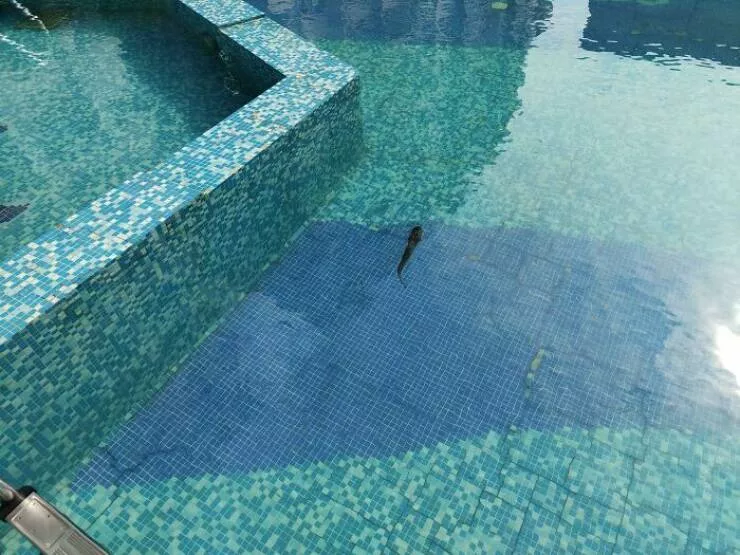La politesse une espece en voie de disparition - #23 Quelqu’un a Jeté un Poisson Dans La Piscine de la Résidence