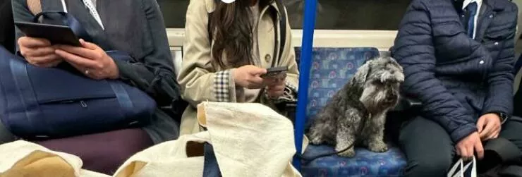 La politesse une espece en voie de disparition - #9 Dans Un Métro Bondé, Une Femme a Fait Asseoir Son Chien Plutôt Qu’une Personne