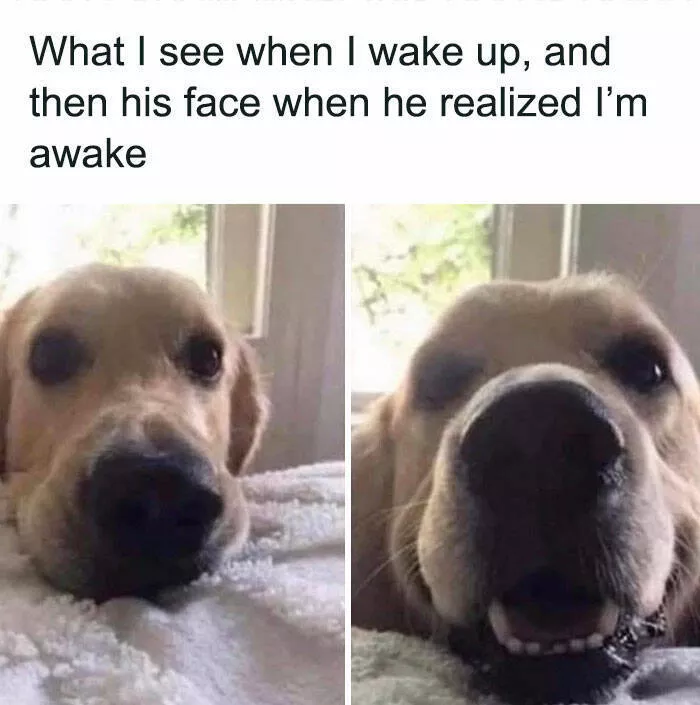Side splitting dog memes thatll instantly cheer you up - #1 