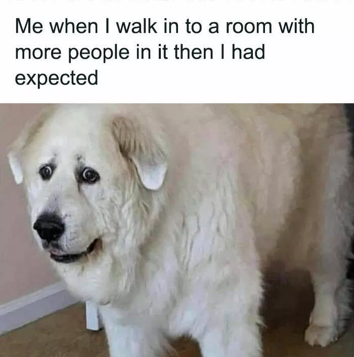 Side splitting dog memes thatll instantly cheer you up - #10 