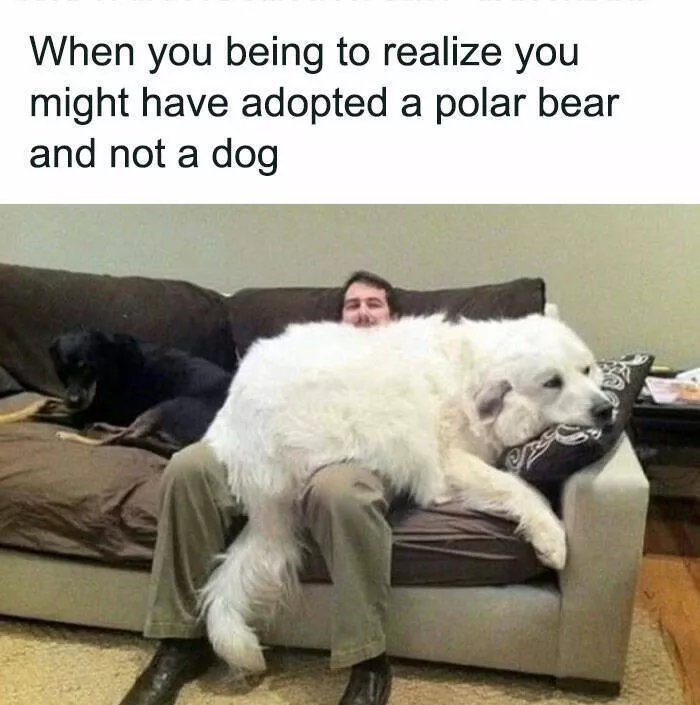 Side splitting dog memes thatll instantly cheer you up - #11 