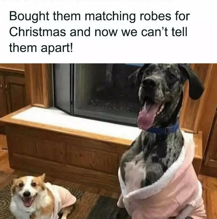 Memes de chiens hilarants pour illuminer votre journee - #12 