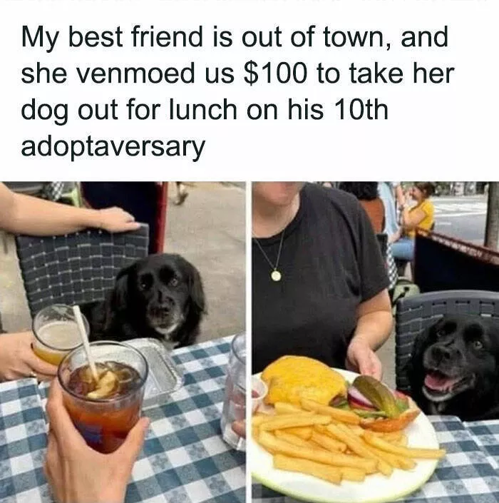 Side splitting dog memes thatll instantly cheer you up - #13 