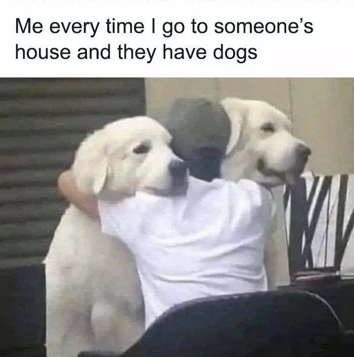 Side splitting dog memes thatll instantly cheer you up - #14 