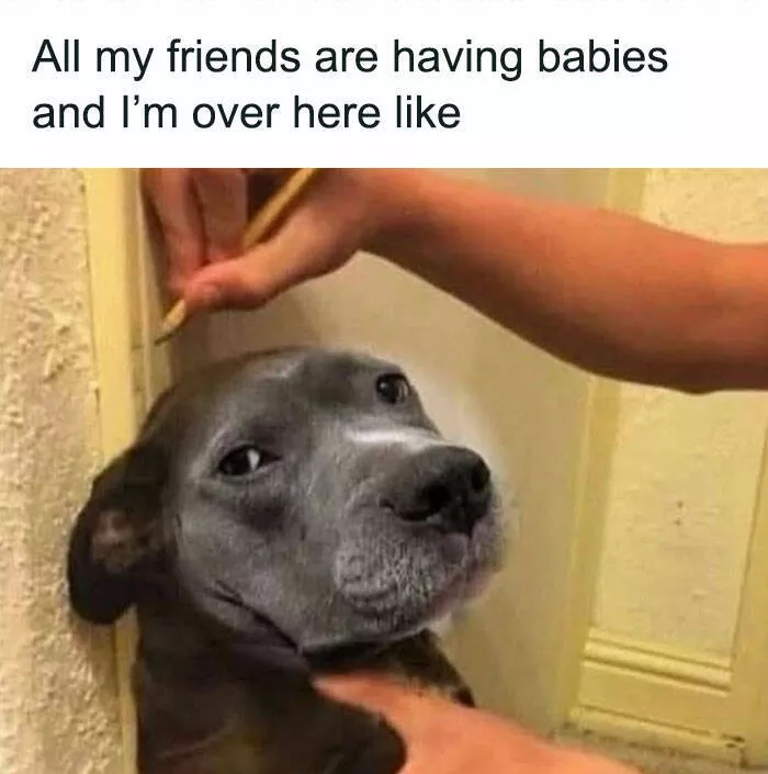 Memes de chiens hilarants pour illuminer votre journee - #16 
