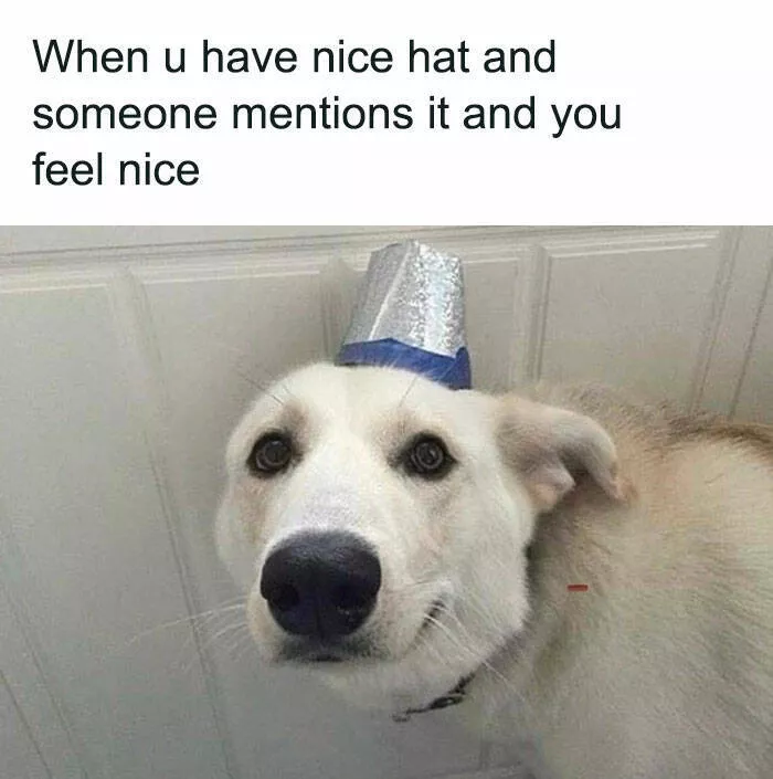 Side splitting dog memes thatll instantly cheer you up - #17 
