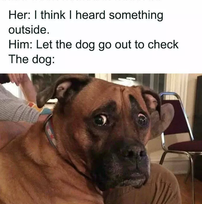 Memes de chiens hilarants pour illuminer votre journee - #18 