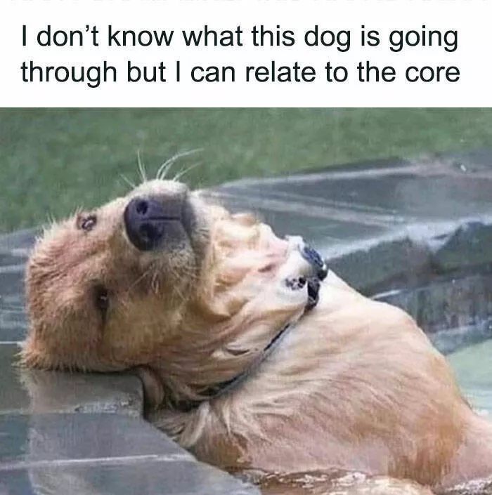 Memes de chiens hilarants pour illuminer votre journee - #19 
