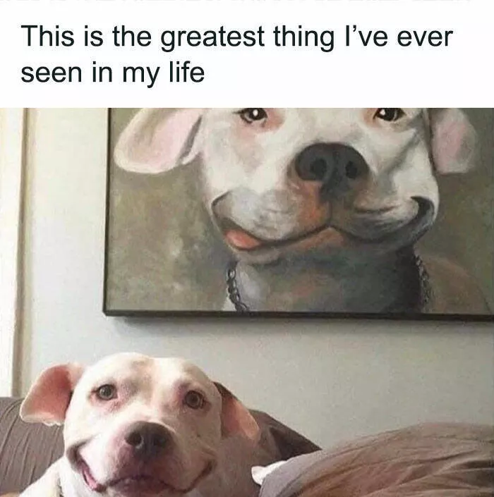 Side splitting dog memes thatll instantly cheer you up - #2 