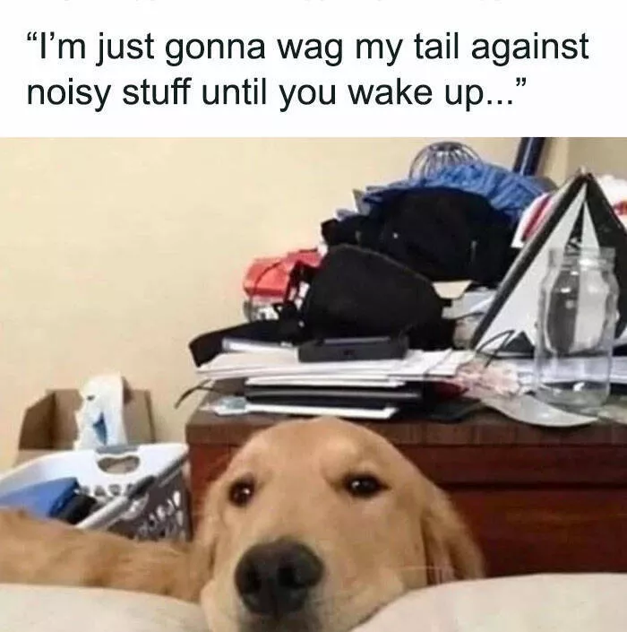Side splitting dog memes thatll instantly cheer you up - #20 