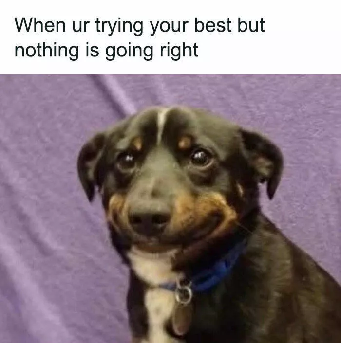 Side splitting dog memes thatll instantly cheer you up - #21 